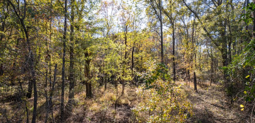 Lee County Pecan Orchard