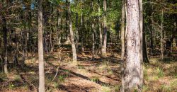 Lee County Pecan Orchard