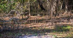 Lee County Pecan Orchard