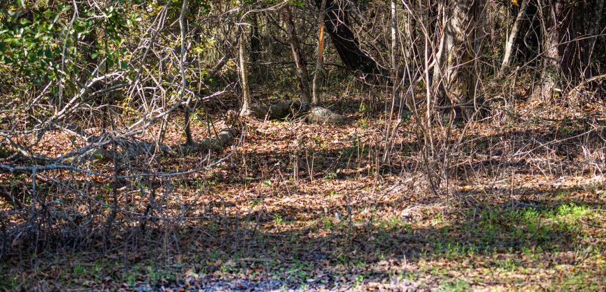 Lee County Pecan Orchard