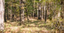 Lee County Pecan Orchard