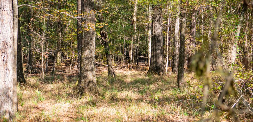 Lee County Pecan Orchard