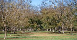 Lee County Pecan Orchard