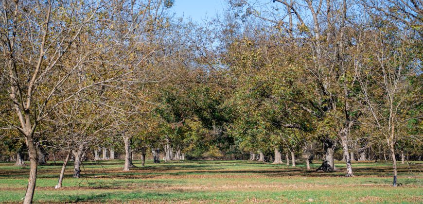 Lee County Pecan Orchard