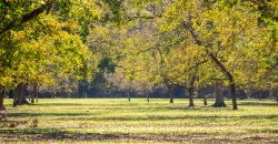 Lee County Pecan Orchard