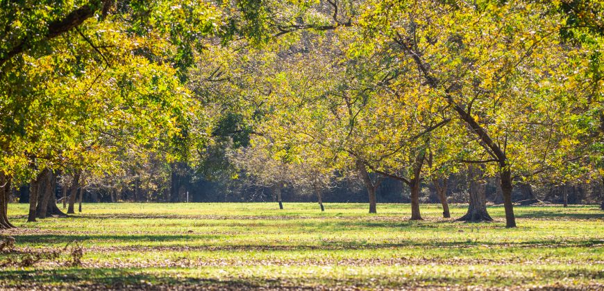 Lee County Pecan Orchard