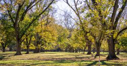 Lee County Pecan Orchard