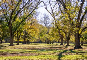 Lee County Pecan Orchard