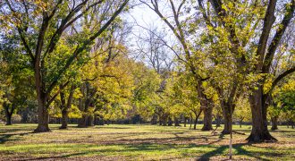 Lee County Pecan Orchard