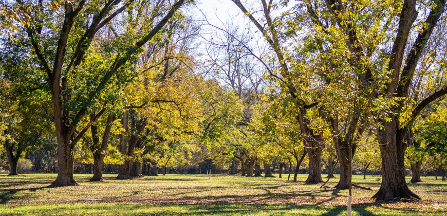 Lee County Pecan Orchard