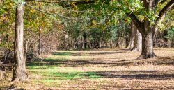 Lee County Pecan Orchard