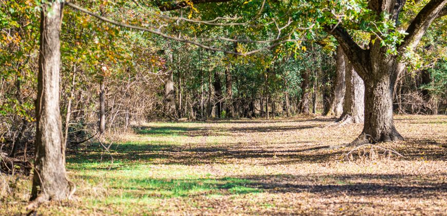 Lee County Pecan Orchard