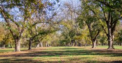 Lee County Pecan Orchard