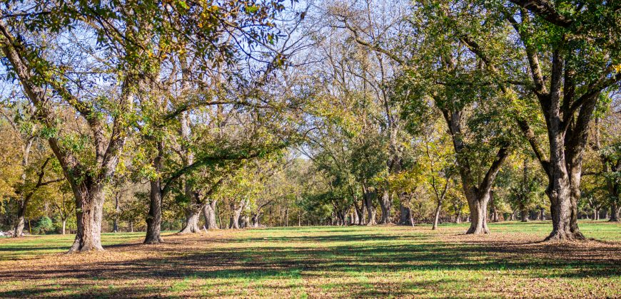 Lee County Pecan Orchard