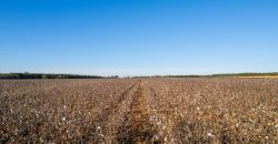 Randolph Irrigated Farm