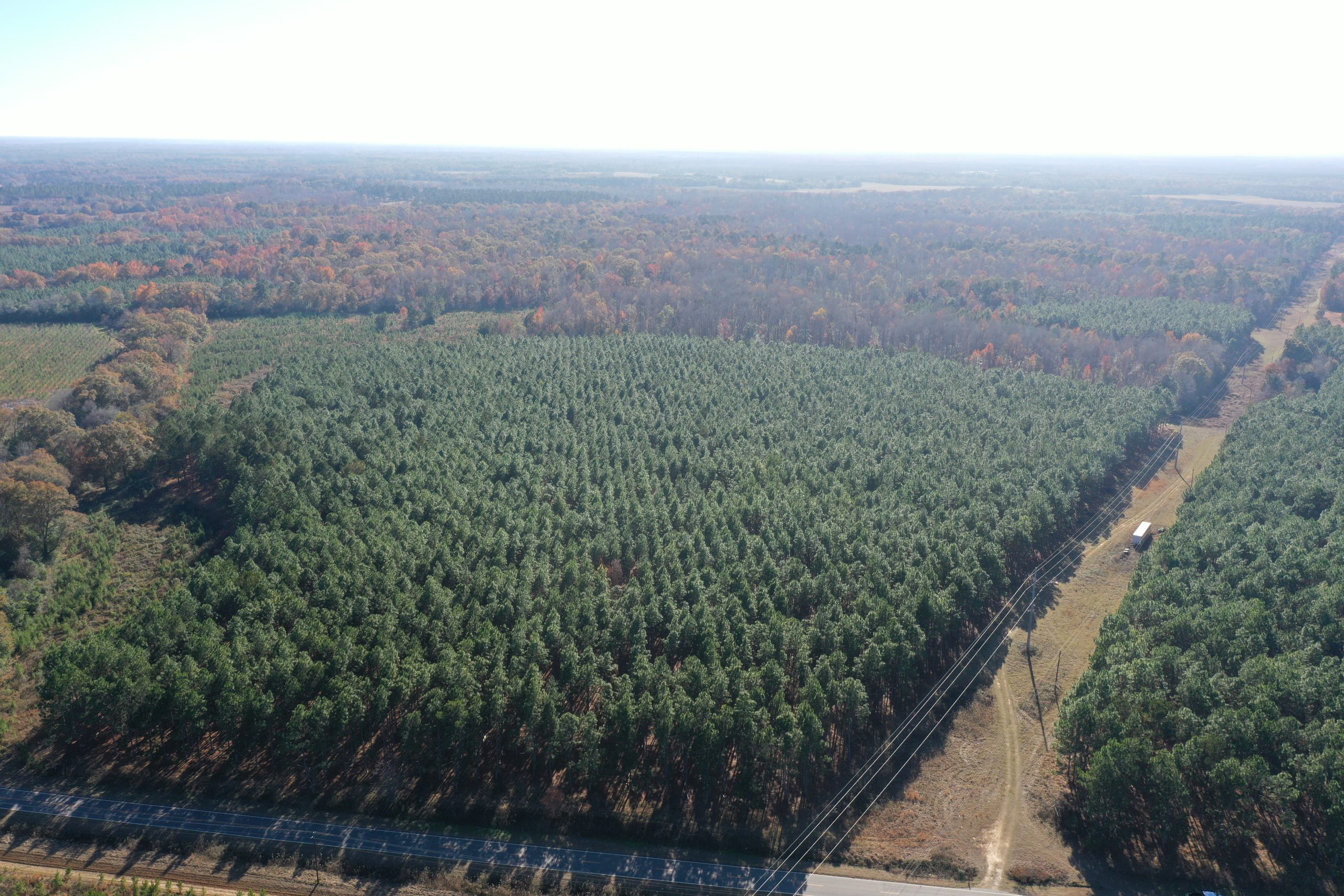 Calhoun Longleaf Arlington Tract