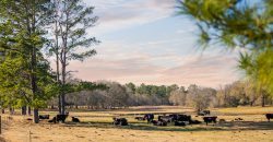 Terrell County Red Barn Farm