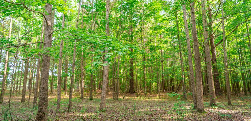 Ten Mile Creek Hunting Property
