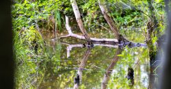 Sisters Church Creek Property