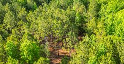 Sisters Church Creek Property