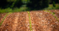 Jalappa Creek Farm Dooly County