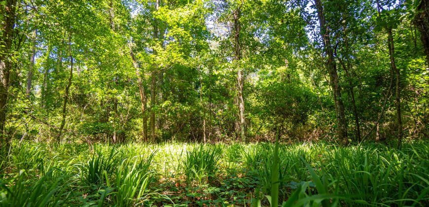 Jalappa Creek Farm Dooly County