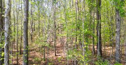 Wooded 3+/- Acre Homesite