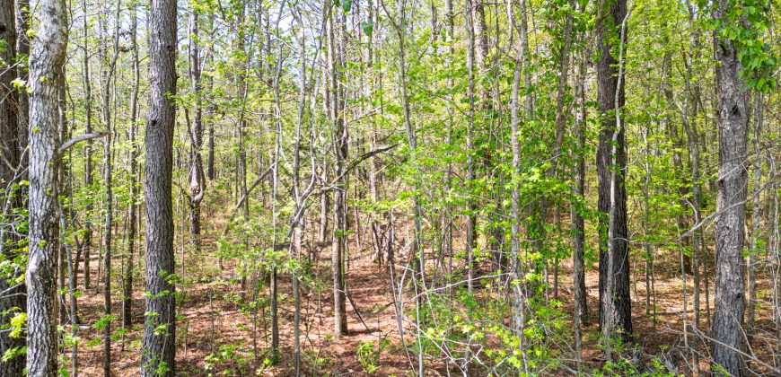 Wooded 3+/- Acre Homesite