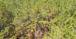 Wooded 3+/- Acre Homesite