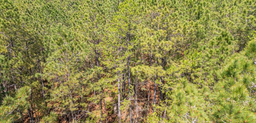 Wooded 3+/- Acre Homesite