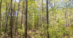 Wooded 3+/- Acre Homesite