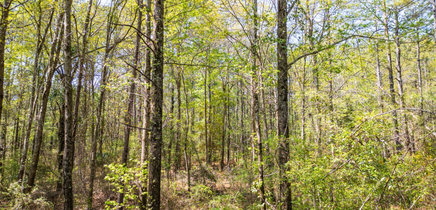 Wooded 3+/- Acre Homesite