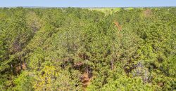 Wooded 3+/- Acre Homesite