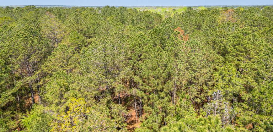 Wooded 3+/- Acre Homesite