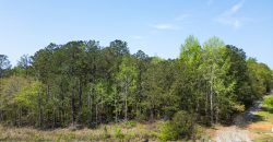 Wooded 3+/- Acre Homesite