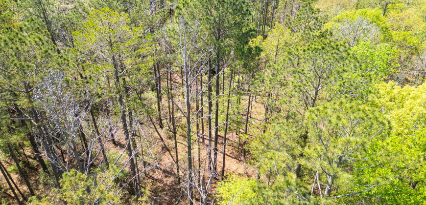 Wooded 3+/- Acre Homesite