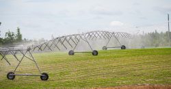 Dodge County Irrigated Farm