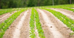 Dodge County Irrigated Farm