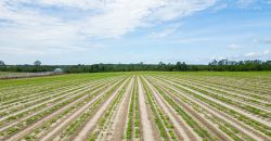 Dodge County Irrigated Farm