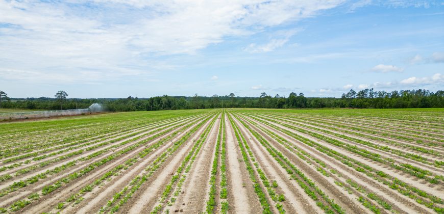 Dodge County Irrigated Farm
