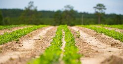Dodge County Irrigated Farm