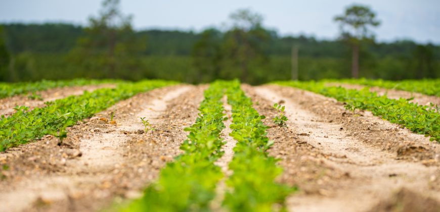 Dodge County Irrigated Farm
