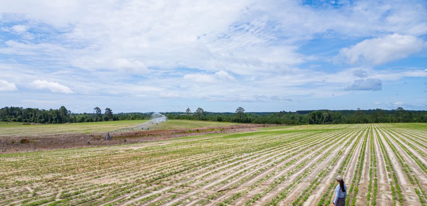 Dodge County Irrigated Farm