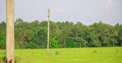 Young Farm