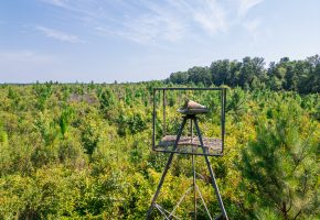 Macon County Hunting tract