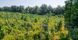 Macon County Hunting tract