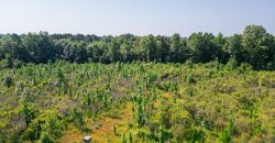Macon County Hunting tract