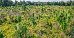 Macon County Hunting tract