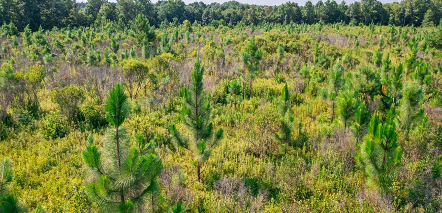 Macon County Hunting tract