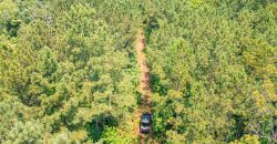 Upson County 43 +/- acres